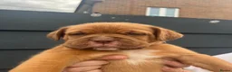 Dogue De Bordeaux dogs for sale: Dogue de Bordeaux 🐶 last 4 remaining 💙💙🩷🩷 - Advert 13
