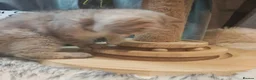 British Shorthair cats for sale: TICA registered blue golden  - Advert 10