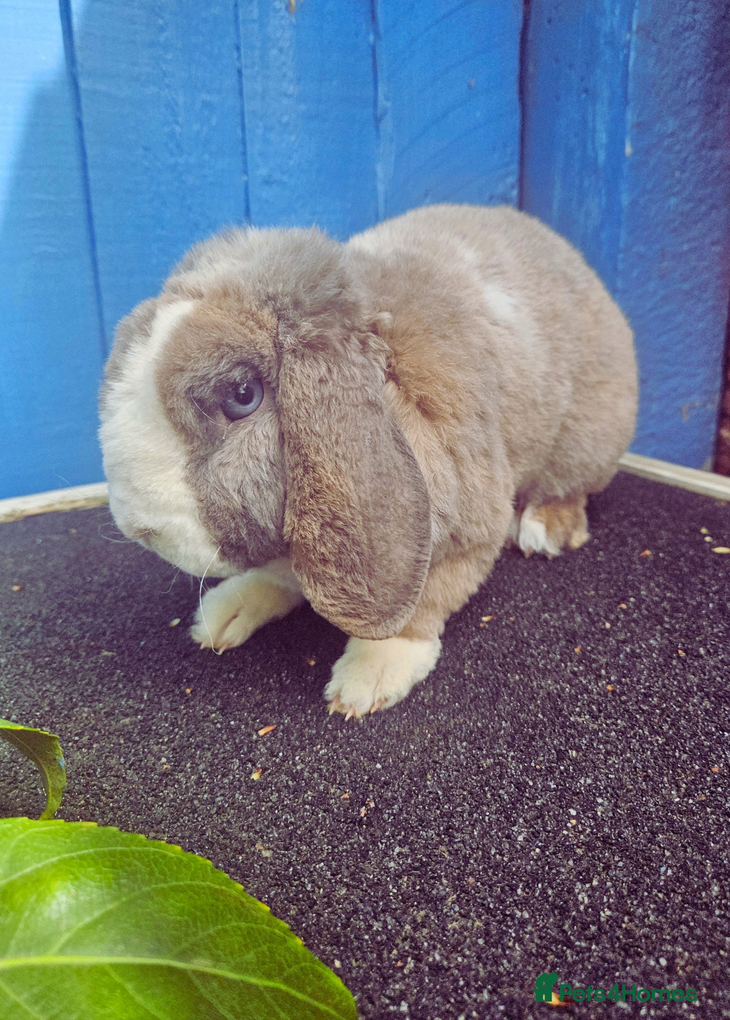 Mini Lop rabbits Mini Plush Lops - Suffolk - Advert 1