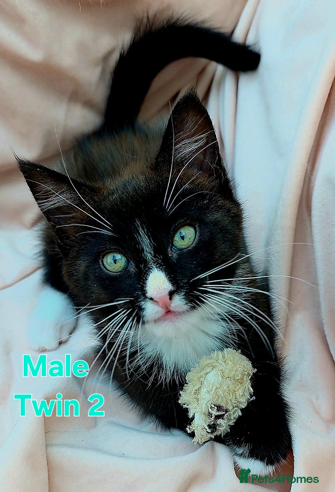Mixed Breed cats for sale: Maine Coon Cross Kittens Still Available!! - Image 11