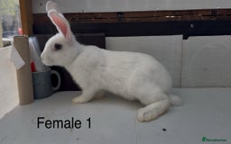 Continental Giant rabbits for sale: Continental giant cross  - Image 6