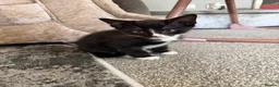 British Shorthair cats for sale: 4 short hair kittens. - Advert 6