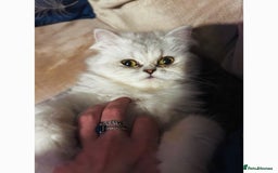 Persian cats for sale: Persian Kittens for Sale 💙✨ - Image 5