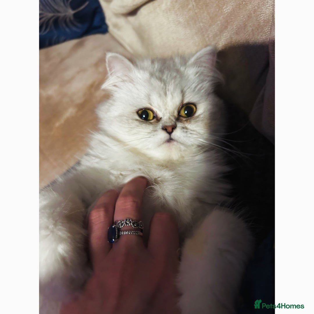 Persian cats for sale: Persian Kittens for Sale 💙✨ - Image 5