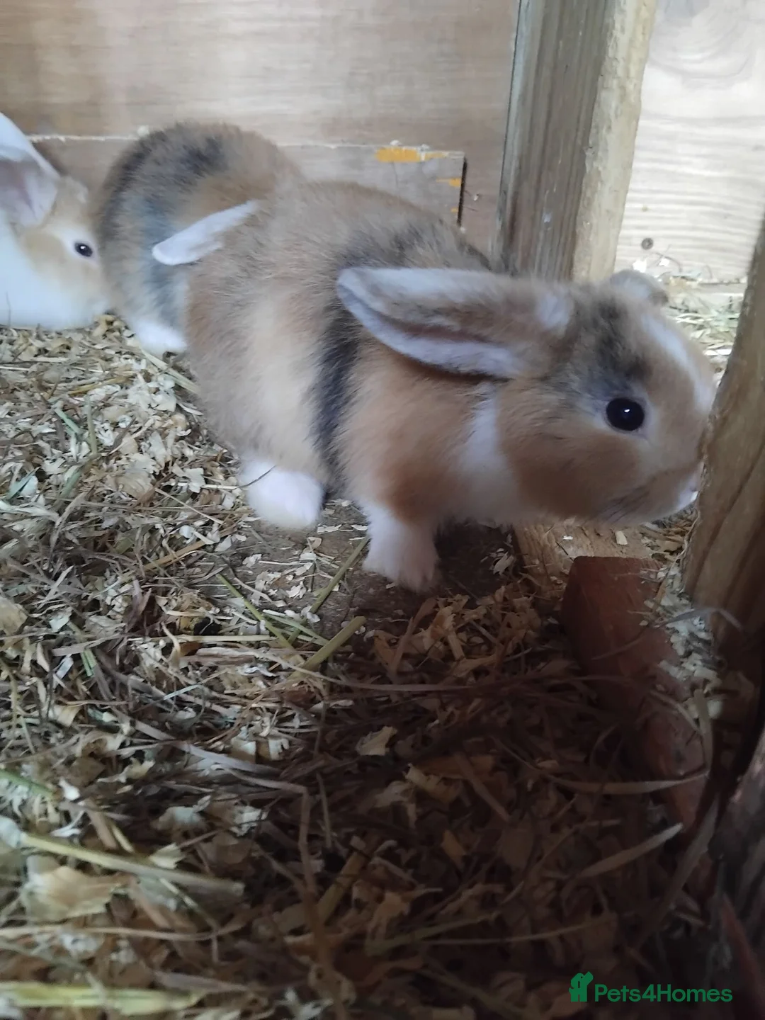 Mini Lop rabbits for sale: Baby lops - Advert 2