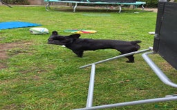 French Bulldog dogs for sale: 2x French bulldogs - Image 2