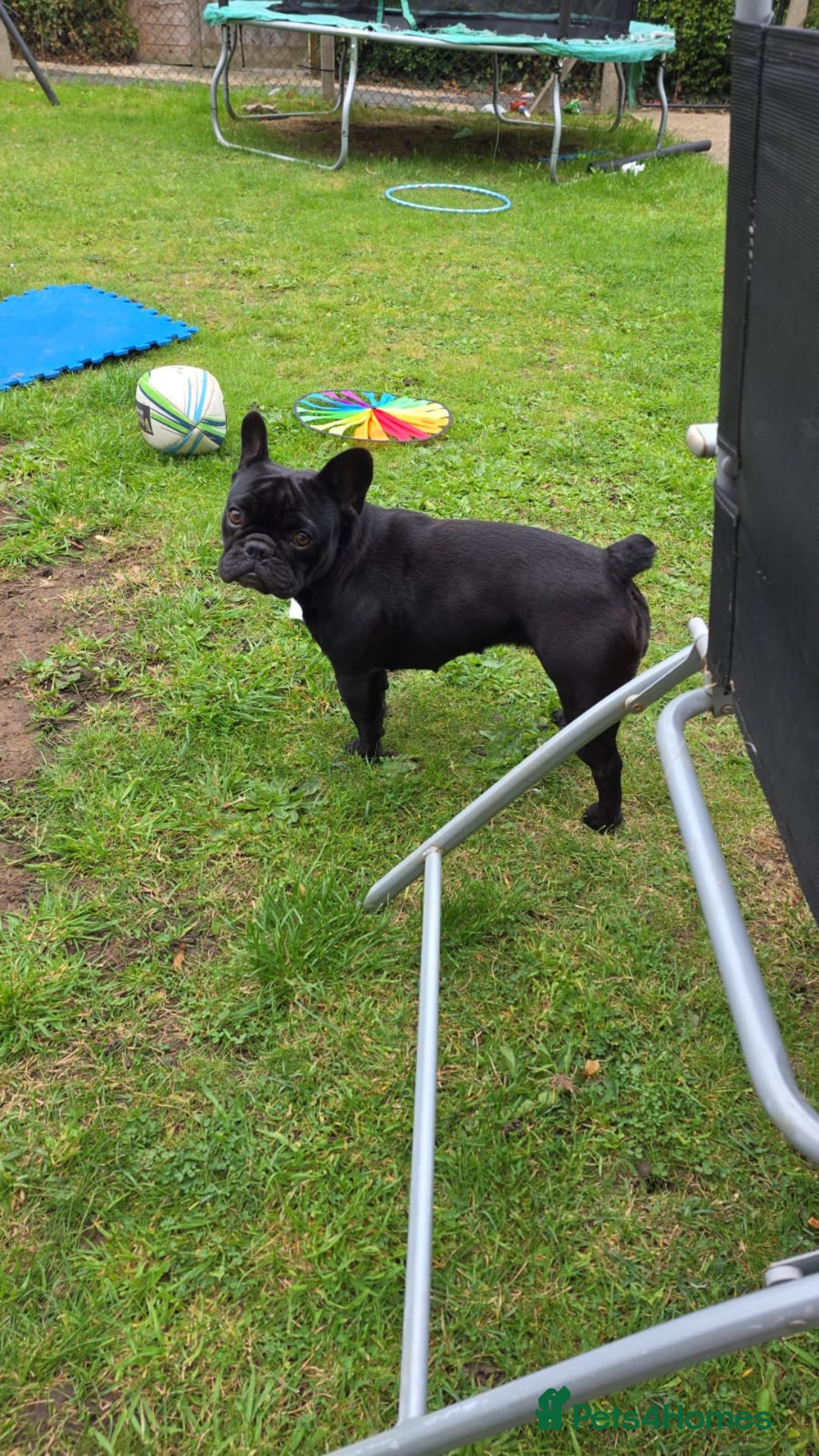 French Bulldog dogs for sale: 2x French bulldogs - Image 2