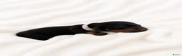 Miniature Dachshund dogs for sale: Stunning Miniature Dachshunds - Advert 12