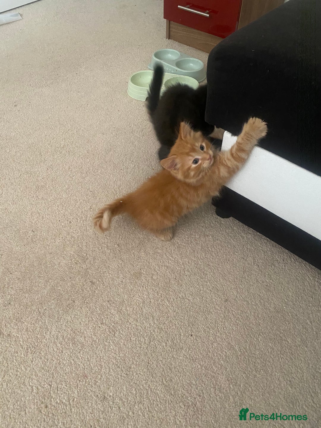 Mixed Breed cats for sale: Forever home 🙏🏻 - Image 12