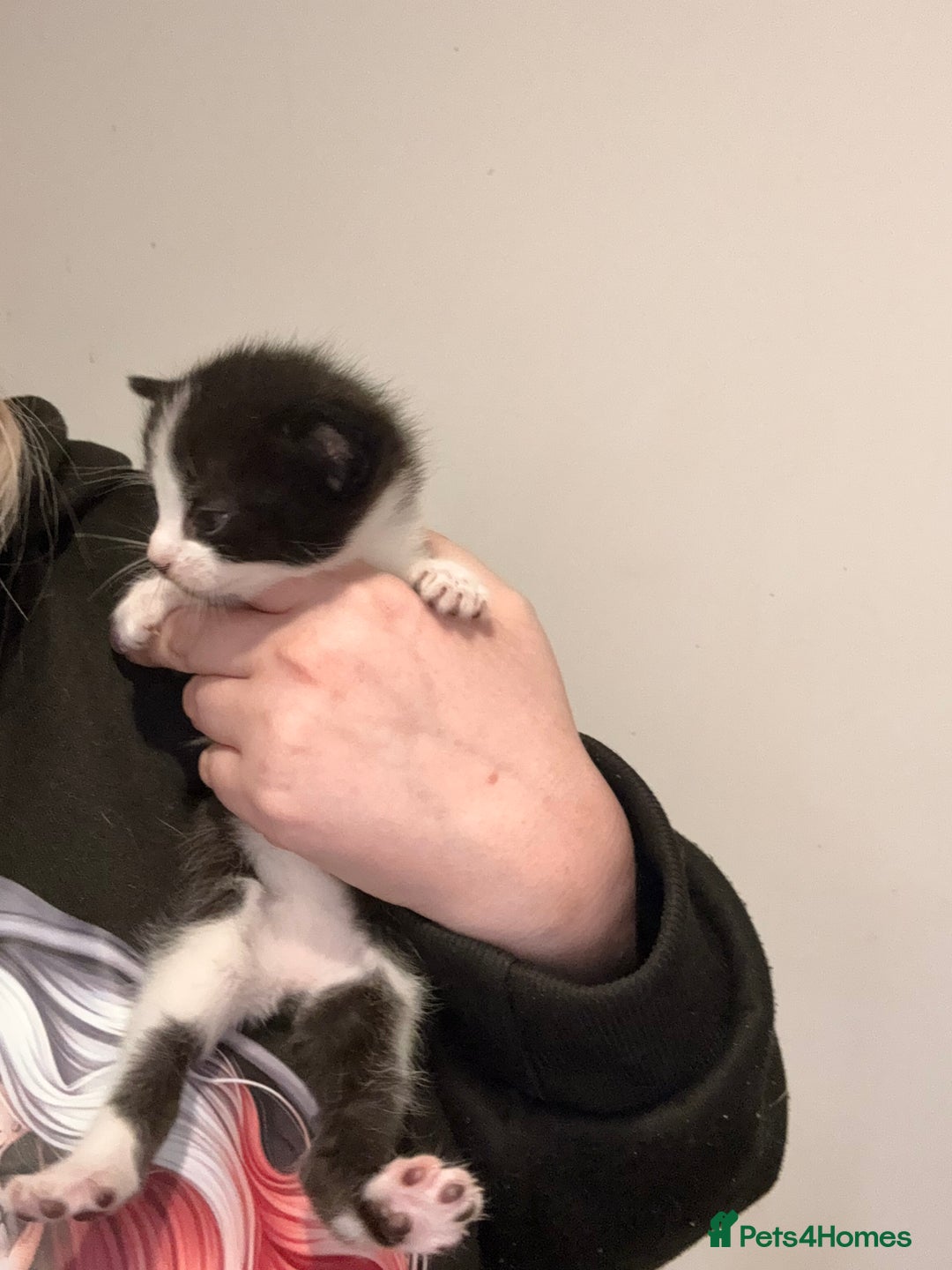 Mixed Breed cats for sale: 3 kittens for sale  - Advert 9