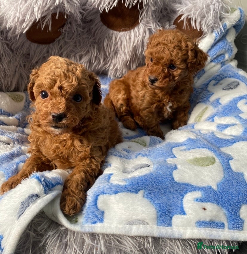 Toy Poodle dogs Kennel Club Reg.Red Toy Poodle DNA tested Parents  - Advert 12