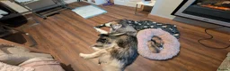 Alaskan Malamute dogs for sale: Boys+one girl left! Long haired Alaskan Malamutes  - Advert 7
