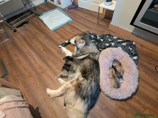 Alaskan Malamute dogs Boys+one girl left! Long haired Alaskan Malamutes - Advert 22