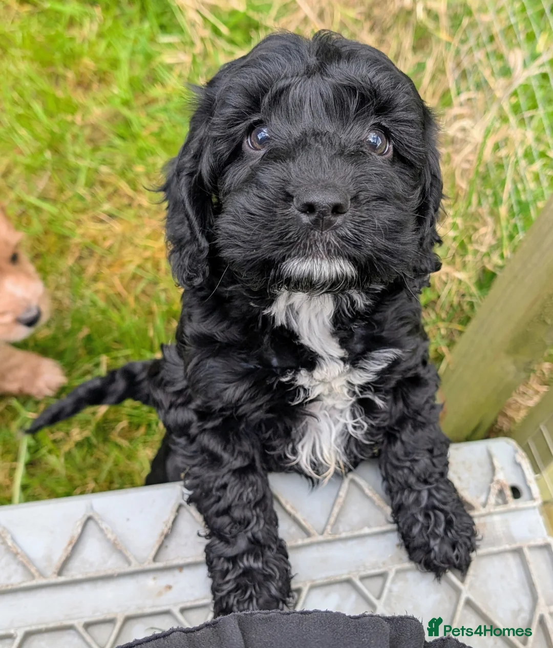 Cockapoo dogs for sale: Licensed breeder, health tested F1 cockapoos - Advert 1