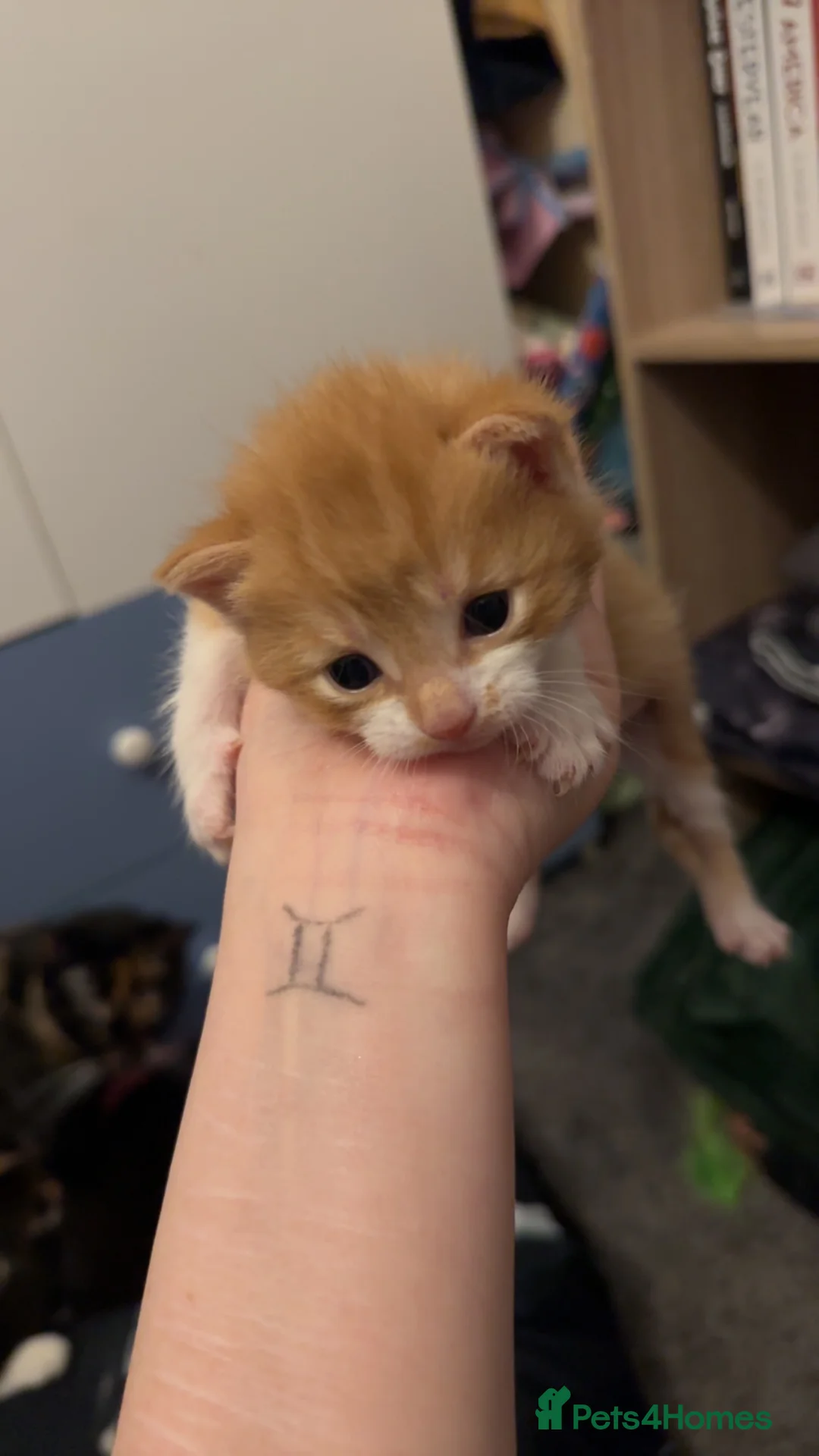 Mixed Breed cats for sale: 3 beautiful kittens for sale in Cheddar - Advert 4