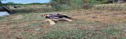 German Shepherd dogs for adoption: Maya – Young German Shepherd x Labrador Cross - Advert 29
