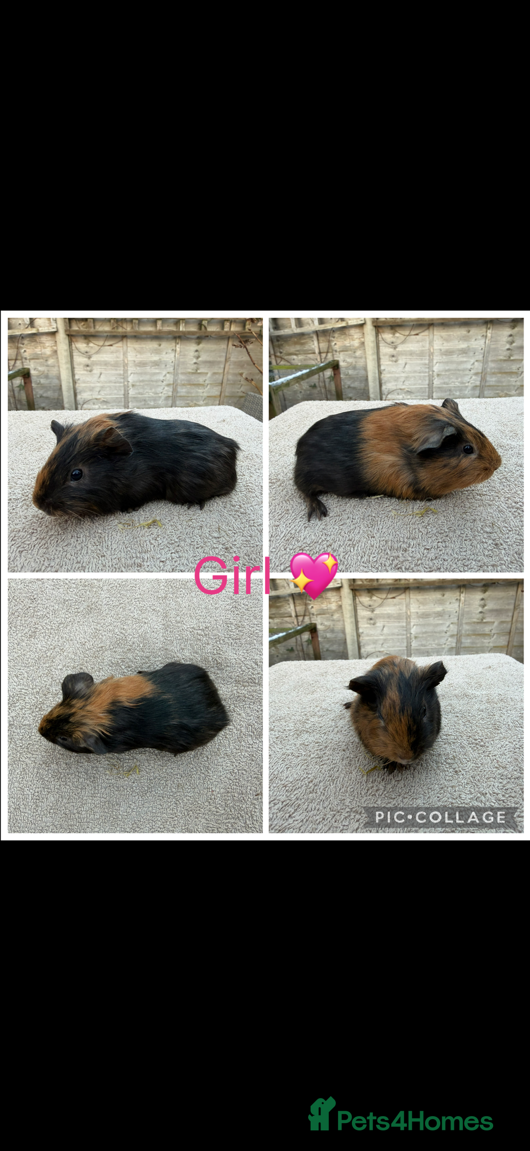 Guinea Pig rodents for sale: Male & Female Guinea pigs 👀 for new laps 🥰 - Advert 27