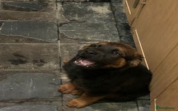 Mixed Breed dogs for sale: Rottweiler x Akita  mastiff pups - Advert 11