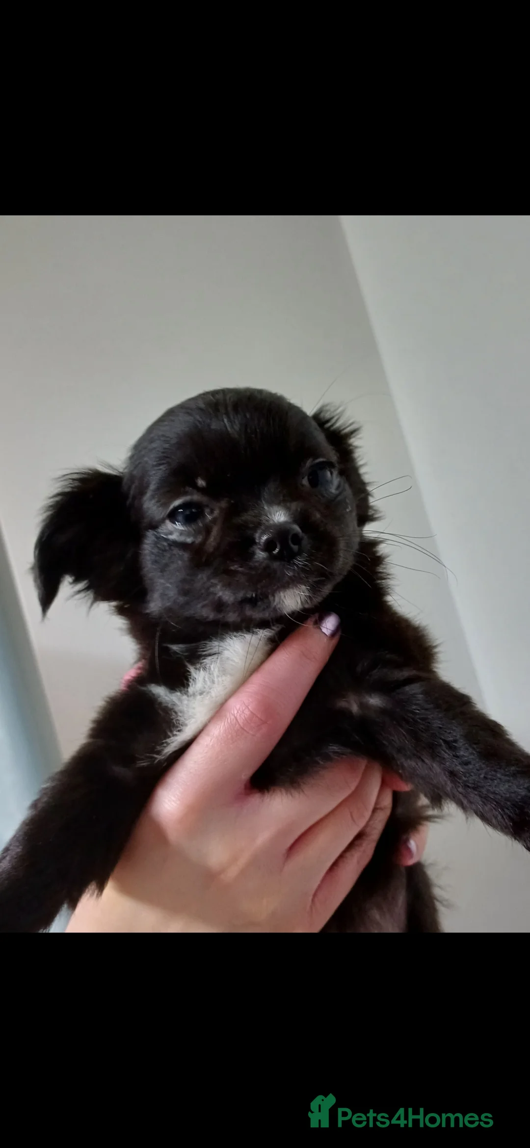 Chihuahua dogs for sale:  **  chihuahua puppies  - Advert 5