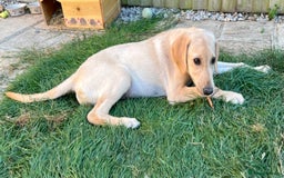 Mixed Breed dogs for sale: READY TO LEAVE - DNA health tested Puppies  - Image 6