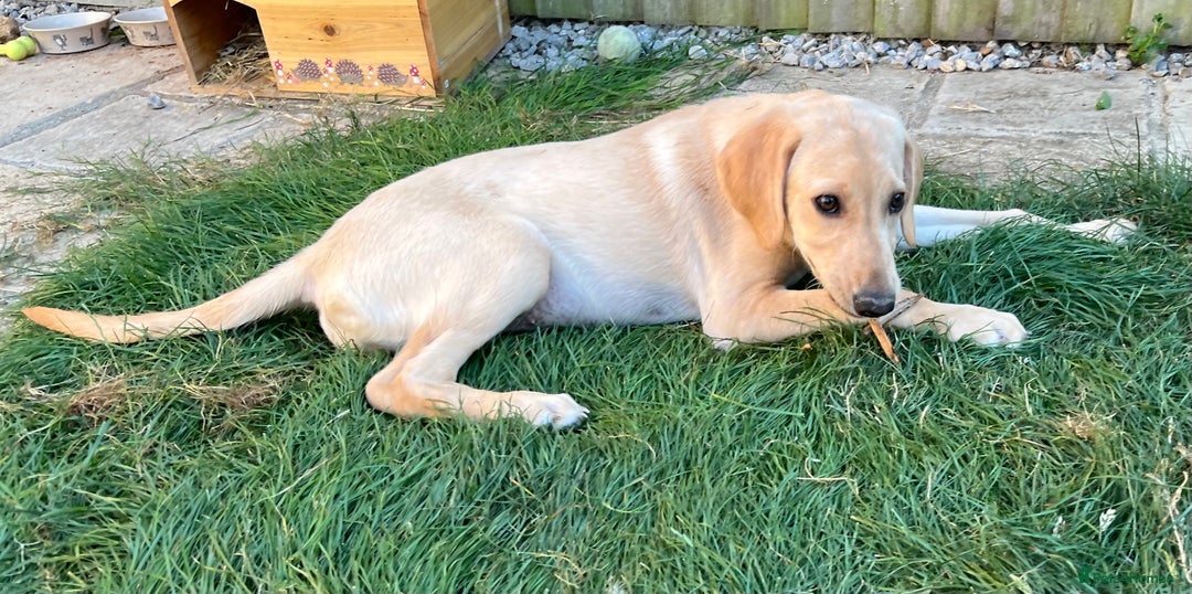 Mixed Breed dogs for sale: READY TO LEAVE - DNA health tested Puppies  - Image 6