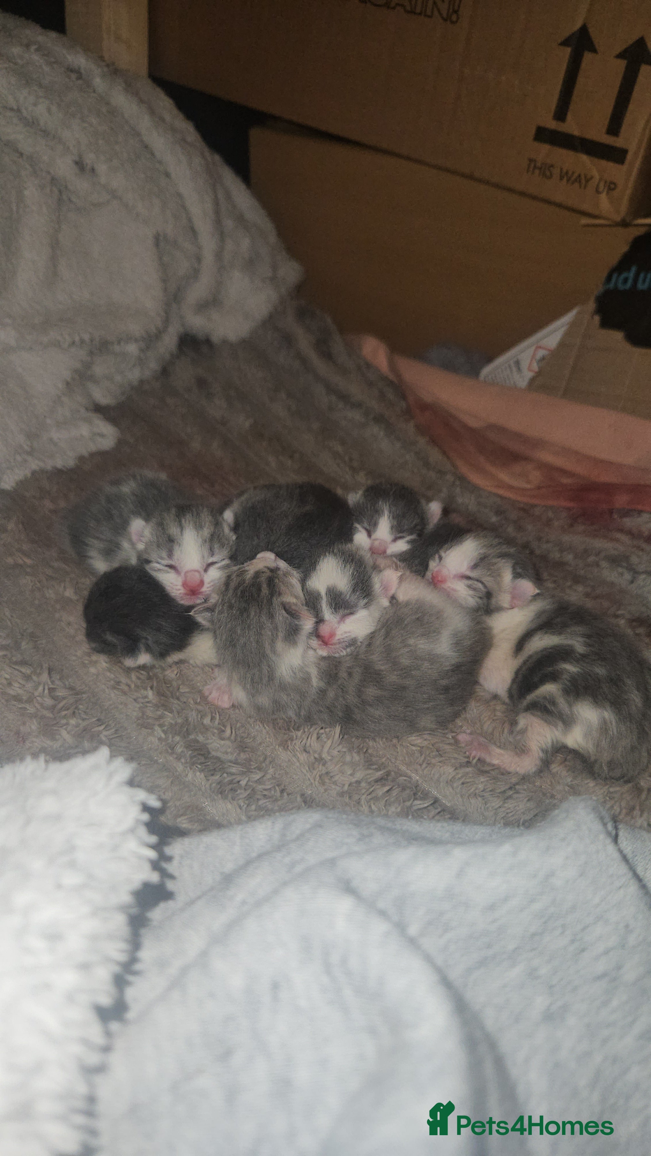 Mixed Breed cats 6 beautiful kittens  - Advert 1