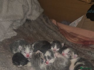 Mixed Breed cats 6 beautiful kittens - Advert 9