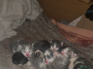 Mixed Breed cats 6 beautiful kittens - Advert 13