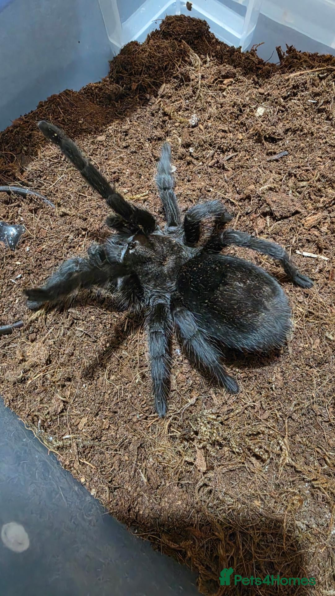 Tarantulas invertebrates Two Brazilian black tarantulas. - Advert 1
