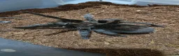 Tarantulas invertebrates for sale: Two Brazilian black tarantulas. - Advert 1