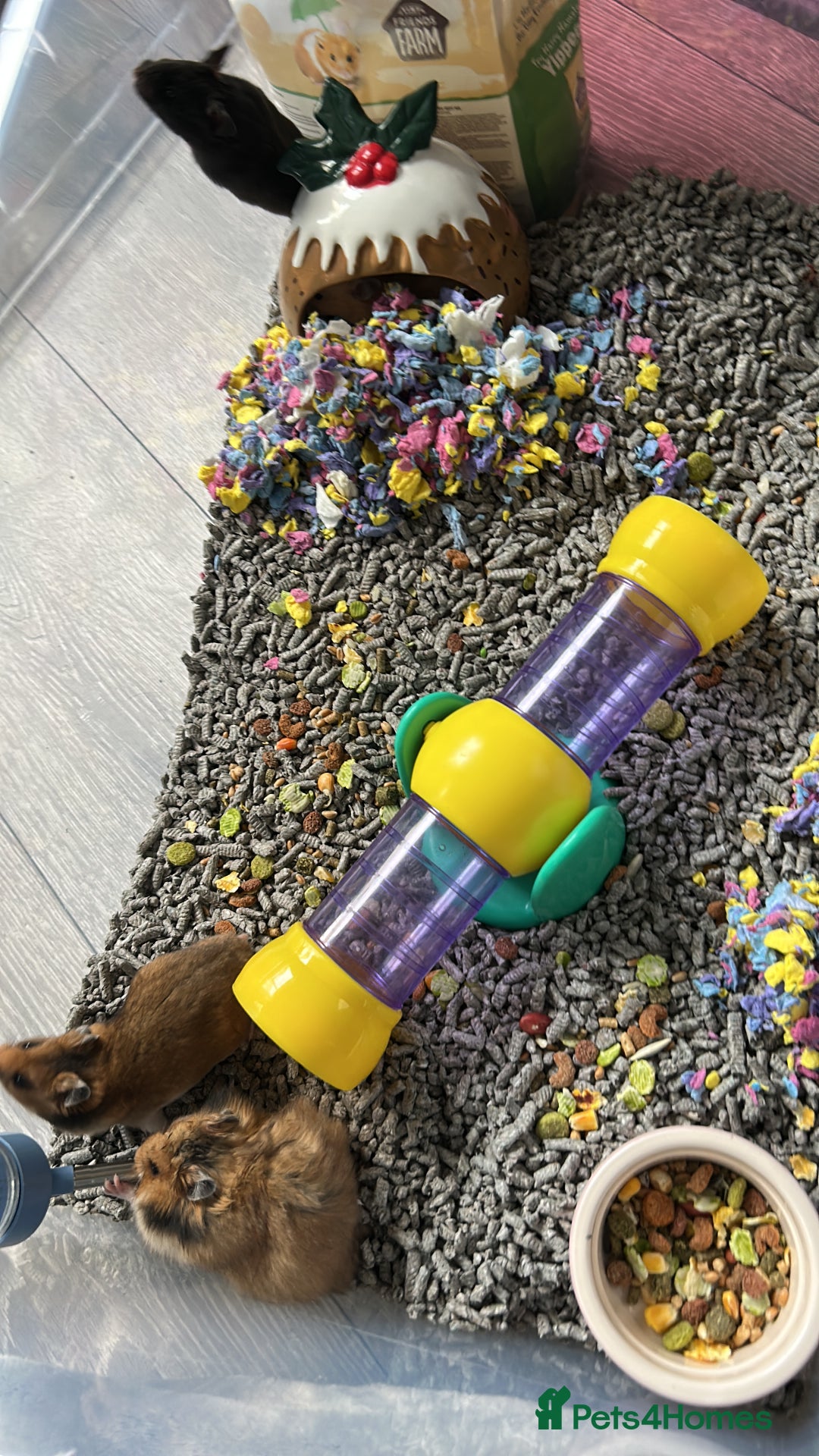 Hamster rodents for sale: Mixed males & female baby Syrian hamsters  - Advert 15