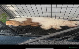 Coton De Tulear dogs for sale: Cotonoodle - Image 31