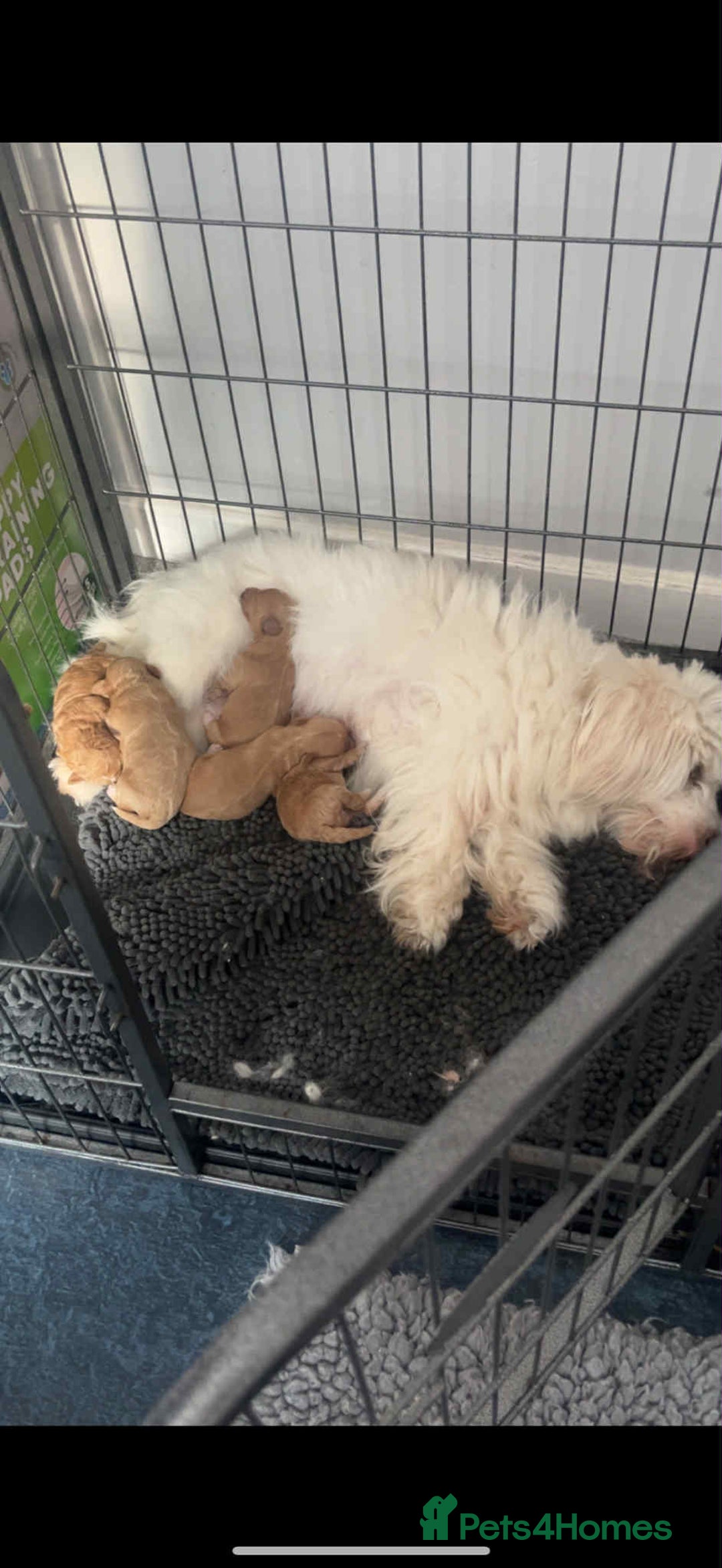 Coton De Tulear dogs for sale: Cotonoodle - Image 31