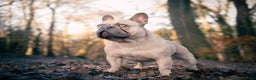 French Bulldog dogs for stud: Quality Lilac Fawn Quad Proven Stud(NW/UK) in Chesterfield - Advert 12