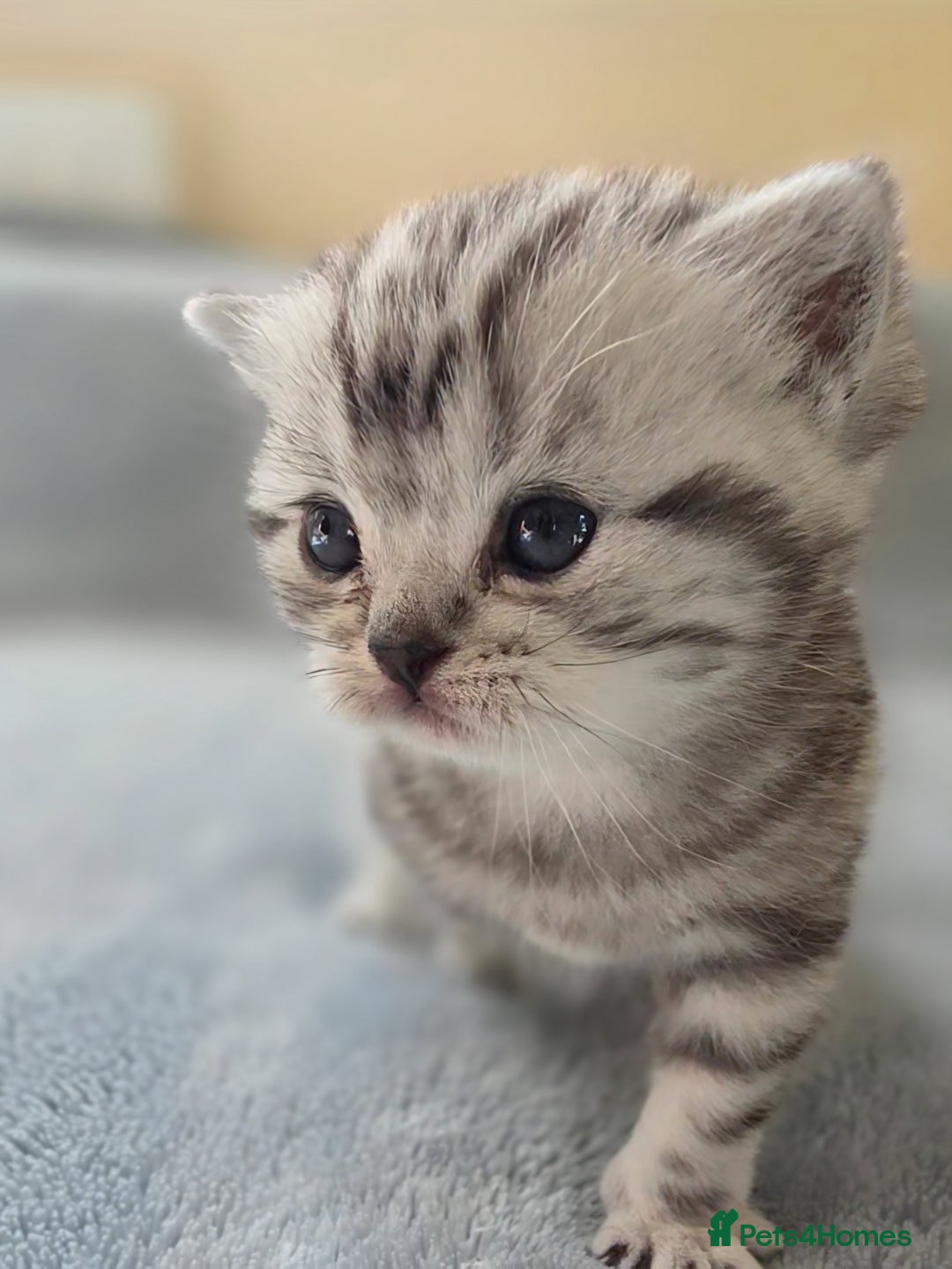 British Shorthair cats for sale: Silver Tabby kitten with his mother  - Image 9