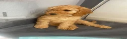 Cockapoo dogs for sale: Toy Cockapoo puppies in Milton Keynes - Advert 3