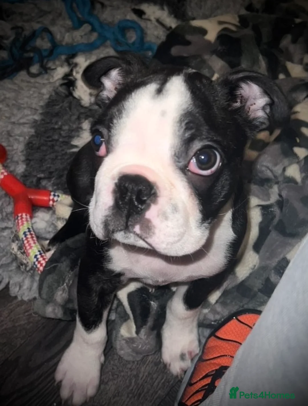 Boston Terrier dogs for sale: One Boston Terrier Boy, Champion Lines - Advert 1