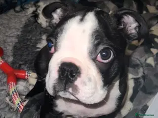 Boston Terrier dogs One Boston Terrier Boy, Champion Lines - Advert 1