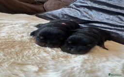 Rottweiler dogs for sale: 2 Stunning KC Pups Health Tested Parents  - Image 2