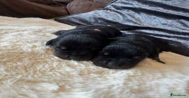 Rottweiler dogs - Advert 6