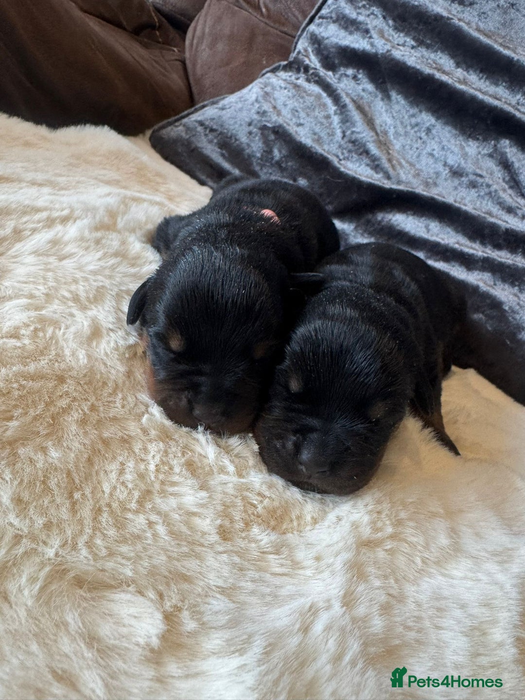 Rottweiler dogs for sale: 2 Stunning KC Pups Health Tested Parents  - Image 2