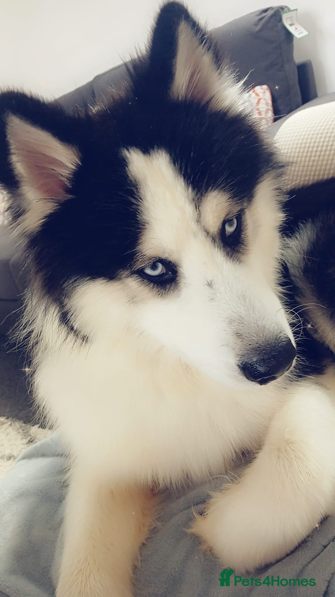Siberian Husky dogs Beautiful Husky for re-home  - Advert 7