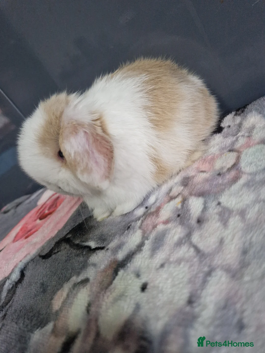 Mini Lop rabbits for sale: Lilac harli extreme  - Advert 5