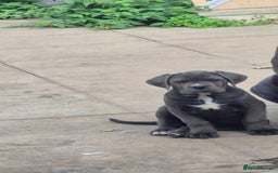 Cane Corso dogs for sale: Beautiful cane corso for sale! - Image 2
