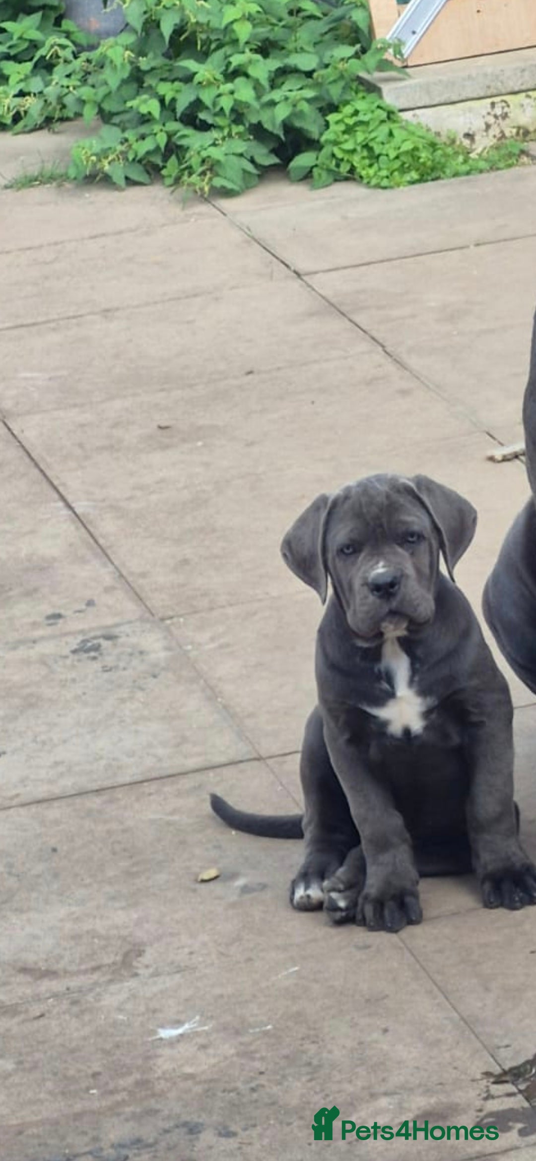 Cane Corso dogs for sale: Beautiful cane corso for sale! - Image 2