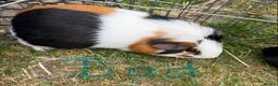 Guinea Pig rodents for sale: Beautiful guinea pigs for sale - Advert 4