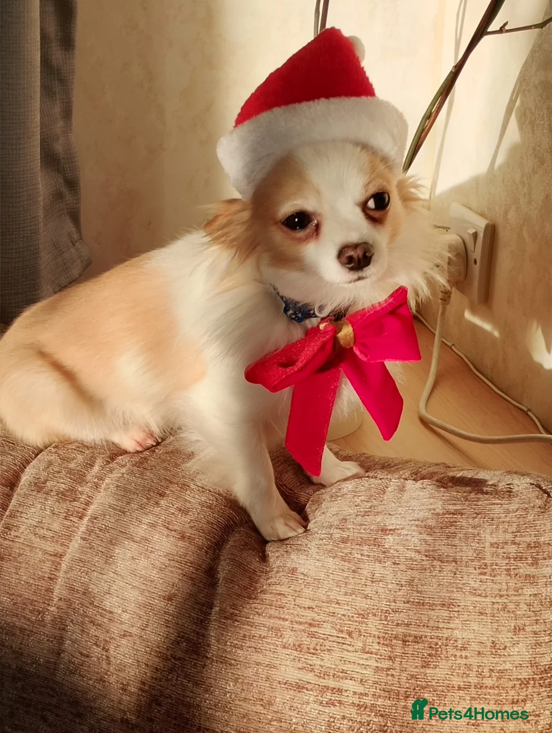 Chihuahua dogs for sale: 3 Year Old Male Chihuahua in Hunstanton - Advert 7