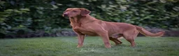 Labrador Retriever dogs for sale: KC Registered Working Labrador litter in Stockton-on-Tees - Advert 8