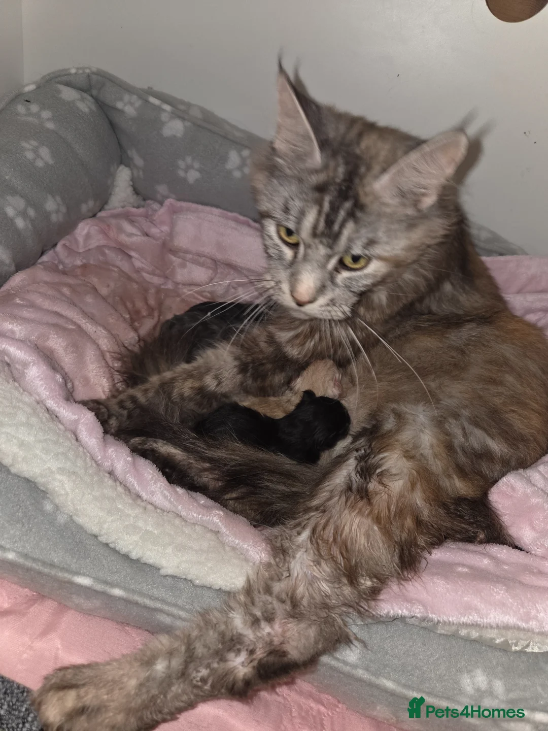 Maine Coon cats for sale: Maine Coon Kitten For Sale  - Advert 2