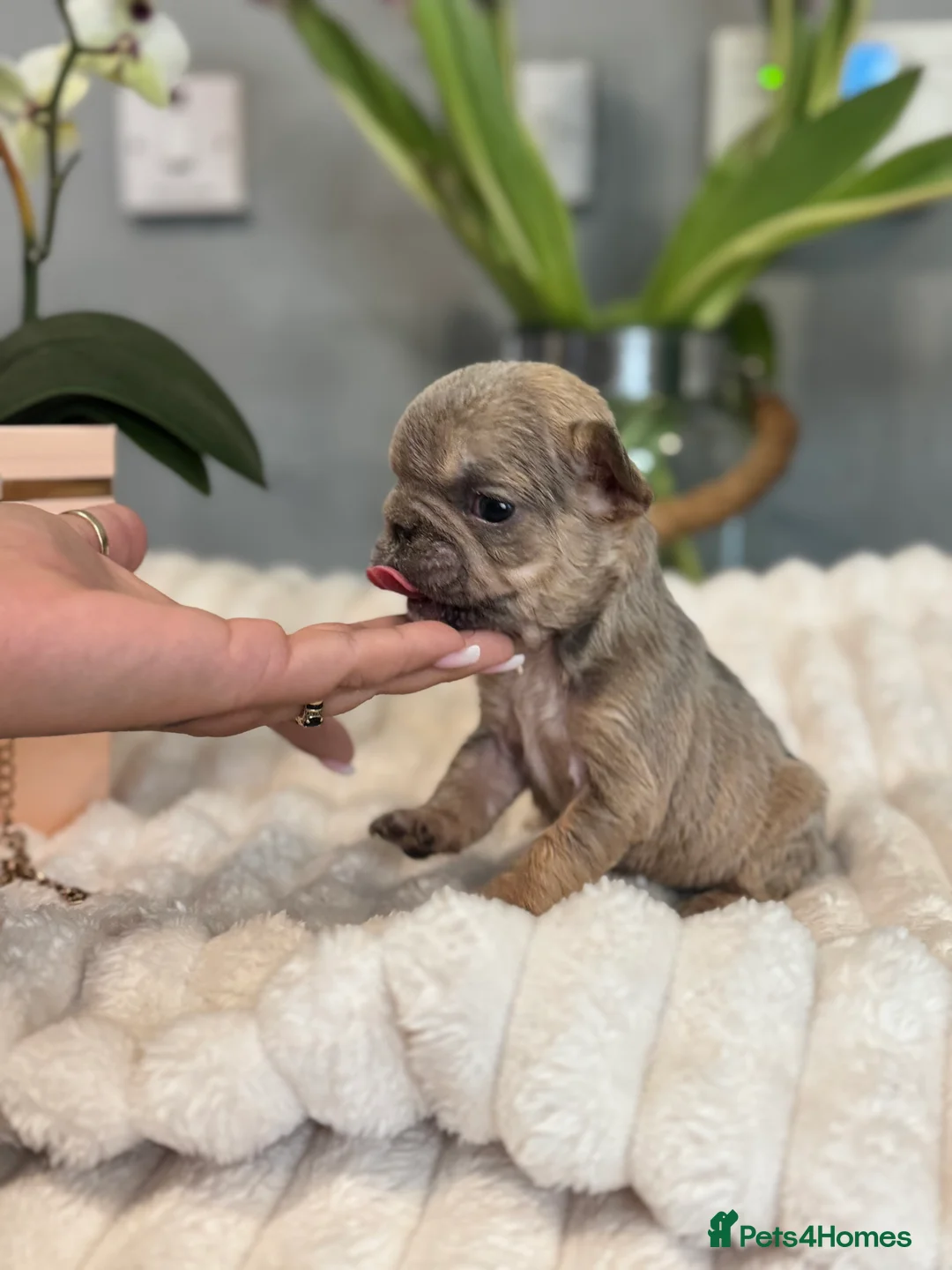 French Bulldog dogs for sale:  💙🦁Fluffy visual French bulldog Reduced!!🏡 - Advert 17